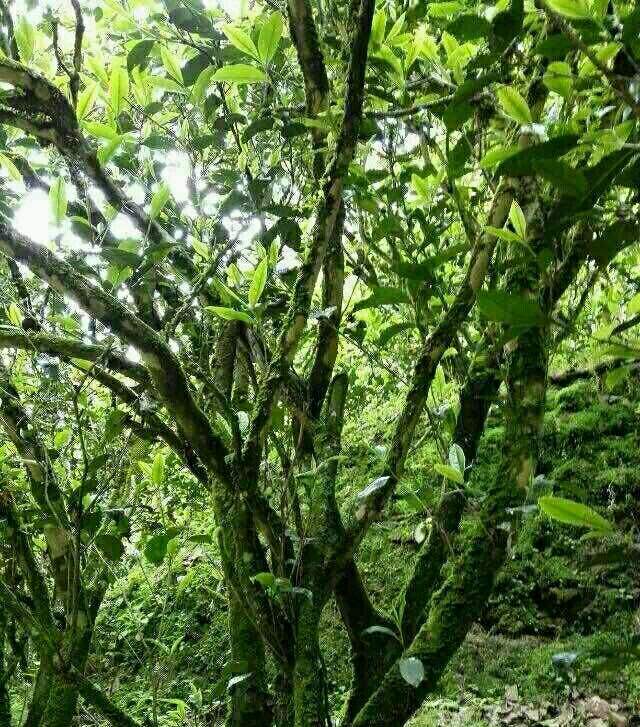 三种水仙茶,你能分得清楚吗?