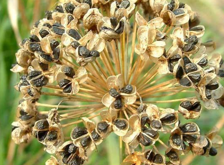 常用韭菜籽泡水喝,身体可能会获得这些"益处",不妨了解下