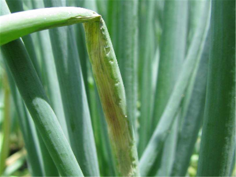 大葱蓟马虫害的表现症状,采用这些方法,就可以很好地治理