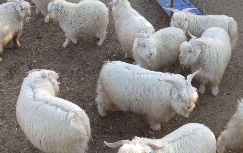 绒山羊饲养 - 优质问答专区