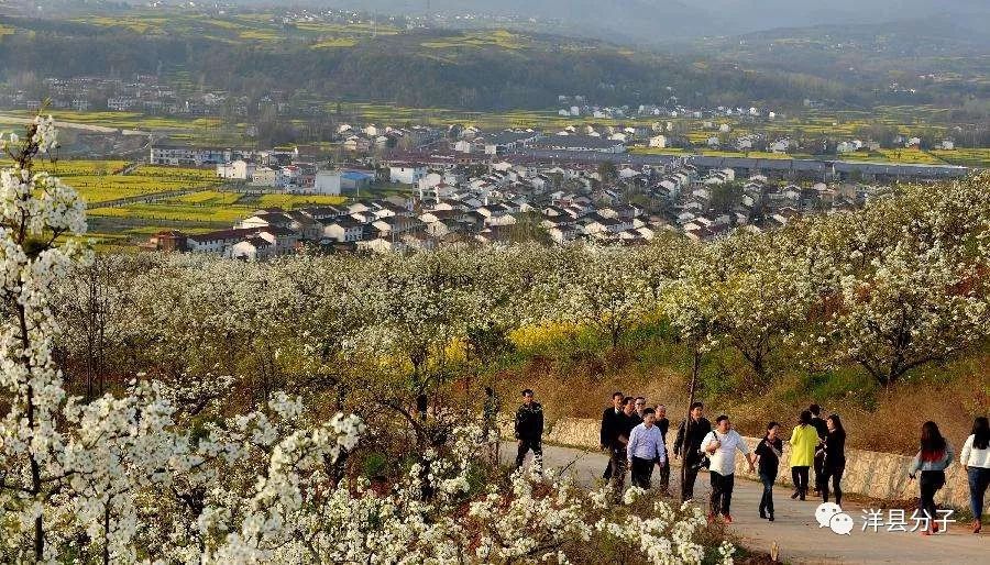 洋县朱鹮梨园景区部分道路暂时封闭的公告