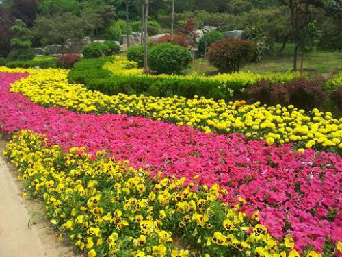 三叶堇比较能受得了现在北方的这种天气儿,虽然很多品种的花都受不了