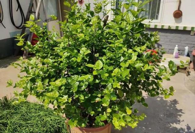 栽培老桩茉莉花,少不了"这6步",满树窜花苞,四季不间断