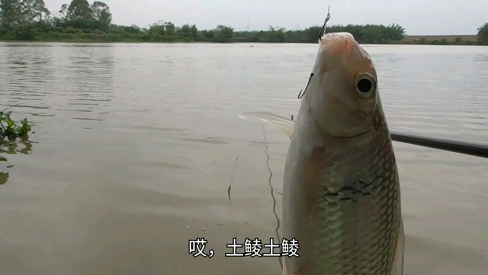 真实野钓实况,大鱼就不停切线跑鱼,小鱼才能钓上来好无奈的