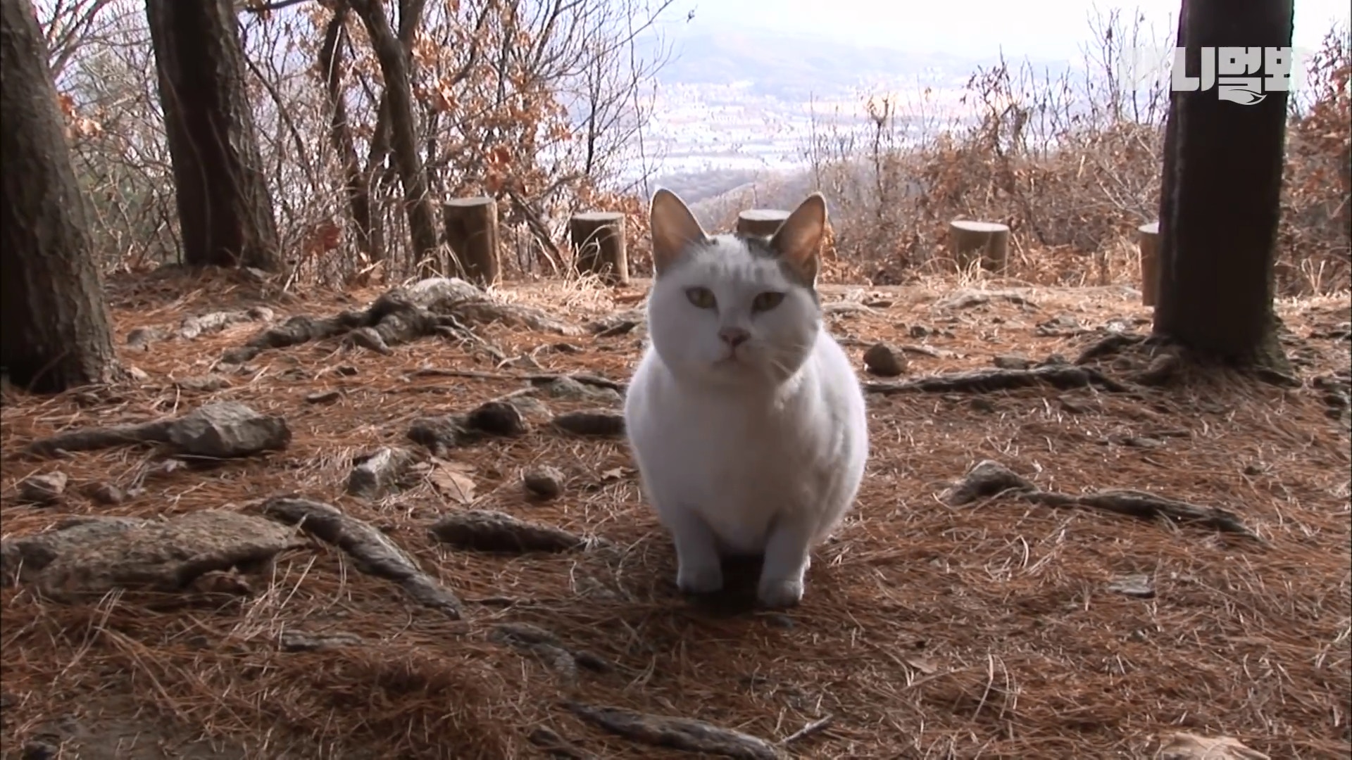 猫咪被遗弃山上3个月,不肯离开原地,等主人回来接走