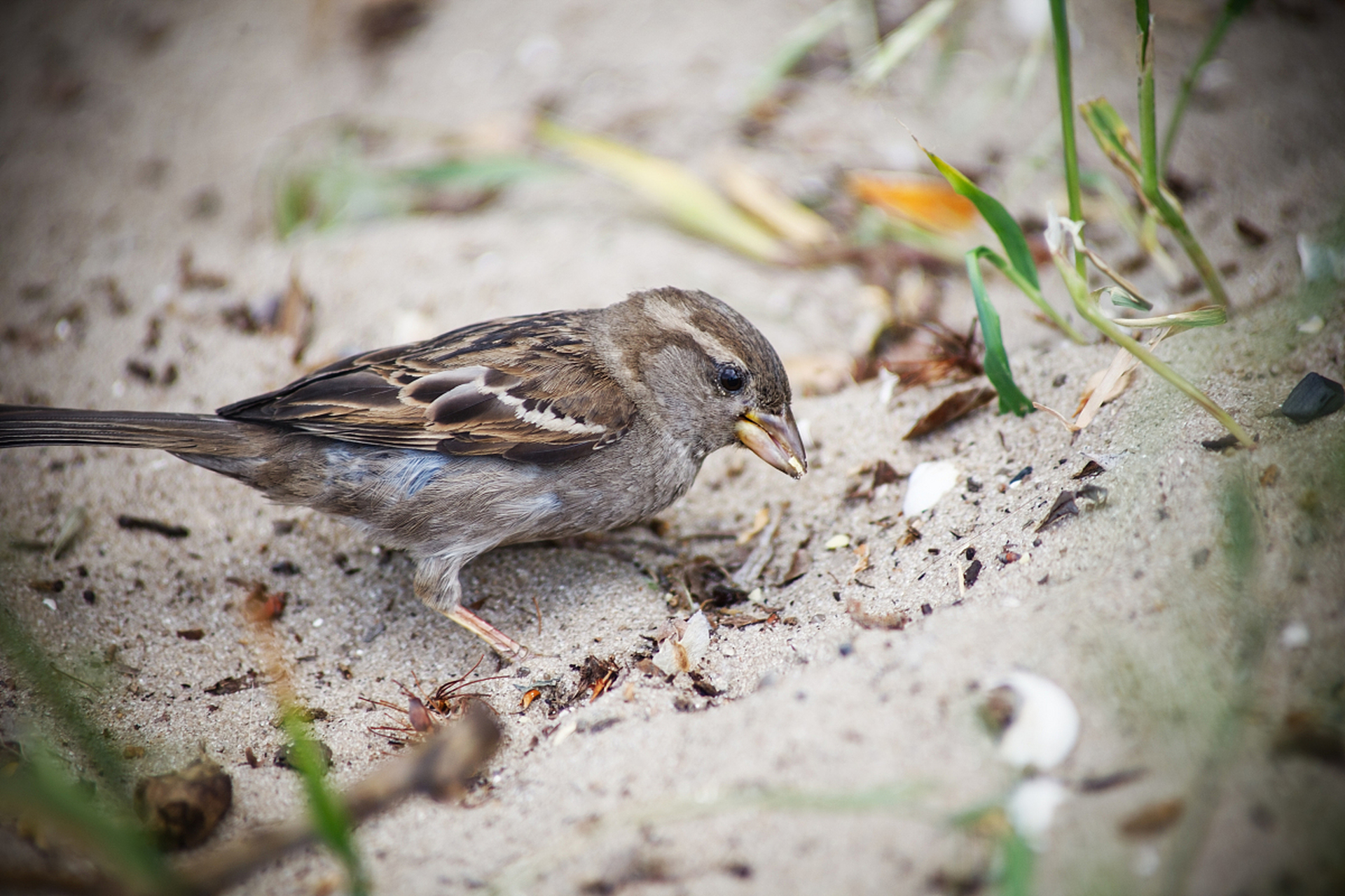 成鸟和幼鸟会在繁殖过程中大量的捕食含有农药的食物,麻雀吃了以后,重