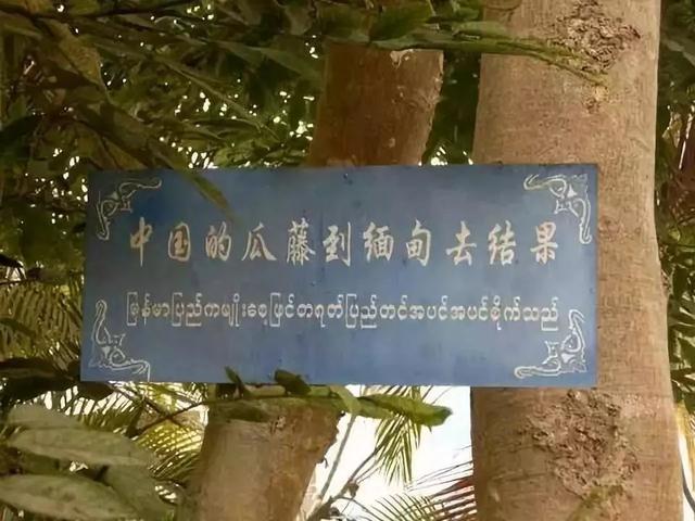 当然也会看到一些有趣的现象,譬如中国的瓜藤爬到缅甸那边结果,缅甸的
