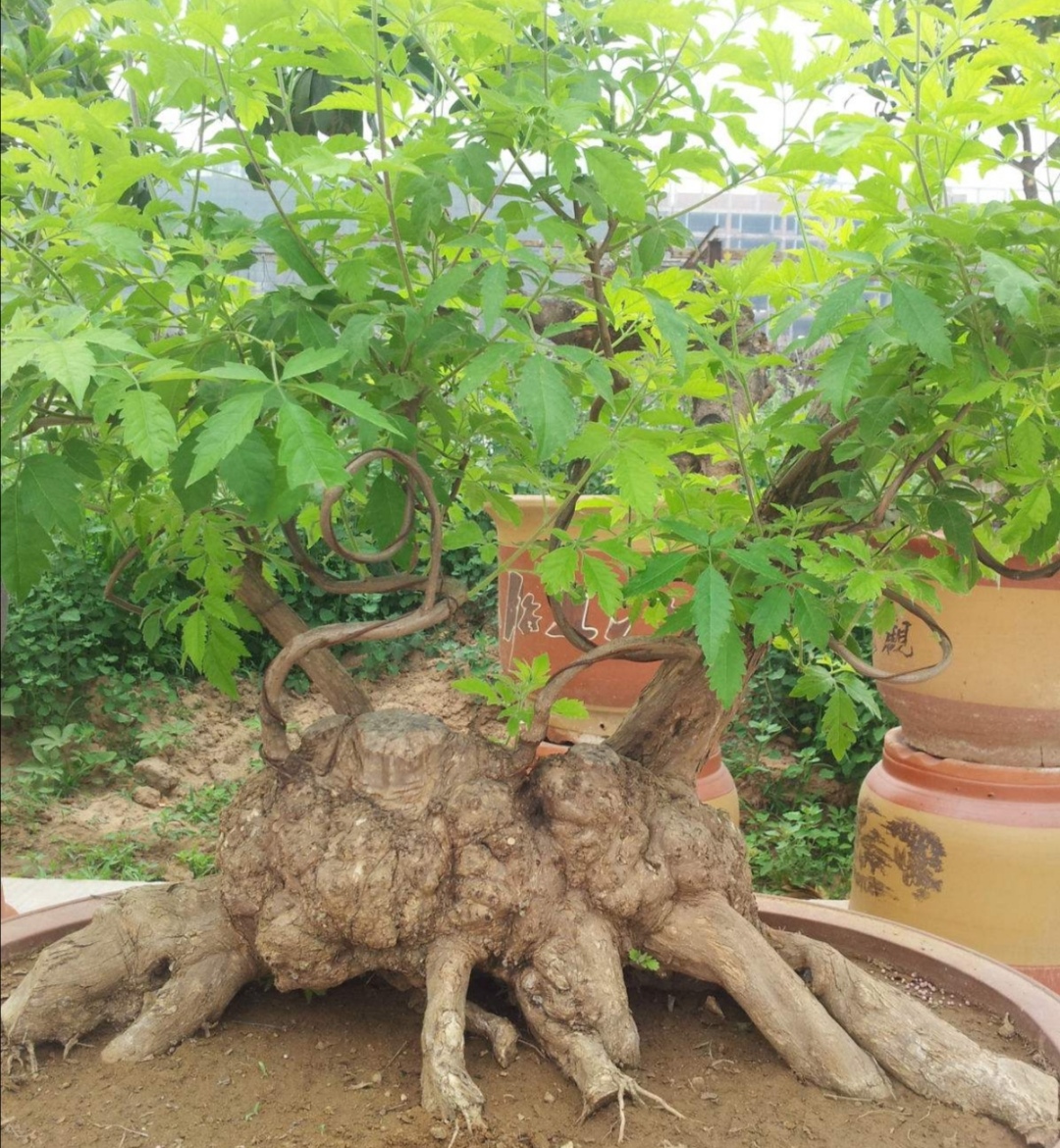 山上挖黄荆做盆景,4个细节要注意,才能提高成活率