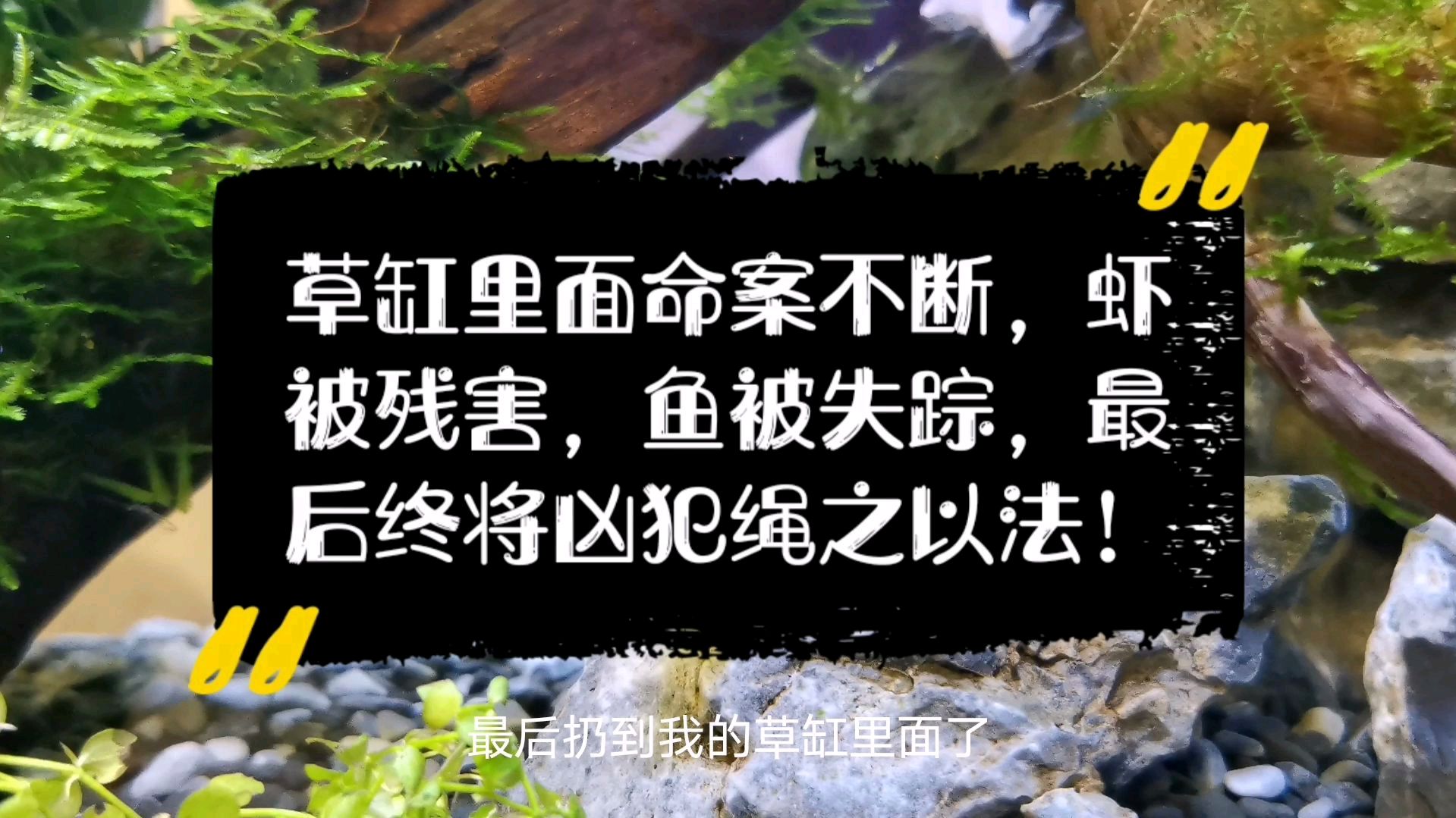 草缸里的命案不断,虾被残害,鱼被失踪,最后终将凶犯绳之以法!