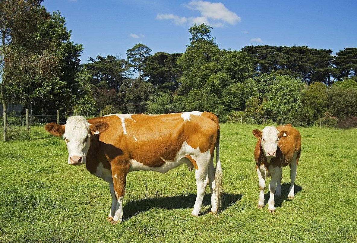 饲养牛 - 热门商品专区