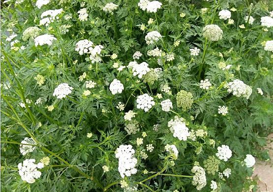 农村这种野草,家乡都叫它"野胡萝卜子",原来还能祛风止痒