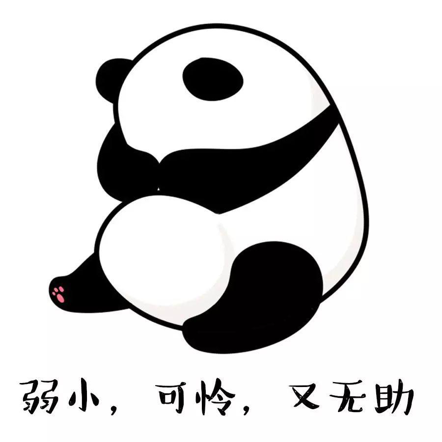国际熊猫日:何以解忧?唯有滚滚表情包!