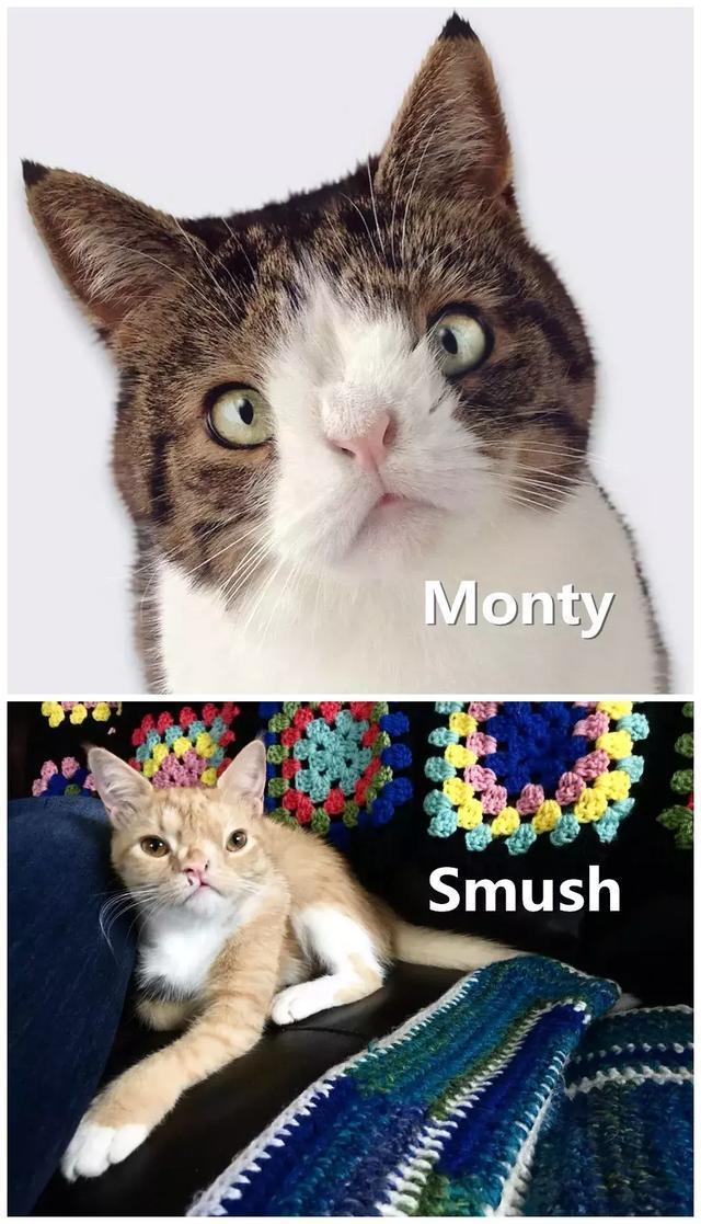 唐氏小猫幸运被收养,遇见温柔狗妈妈,还被网红猫招婿