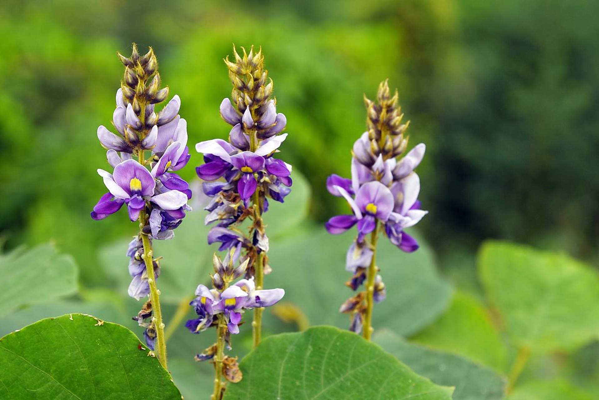 葛藤蔓延,叶儿葱茏,葛,多年生蔓草,纤维可以织布.