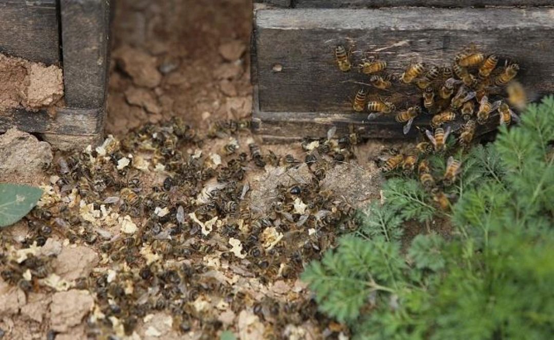 春季蜜蜂大量死亡的原因