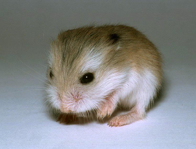 一线类仓鼠之坎氏毛足鼠,我可以用两颊藏食物哦