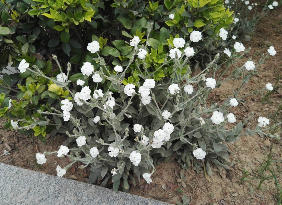 醉仙翁花,花朵鲜艳而优雅,5月正是醉仙翁开花季,不养一盆?