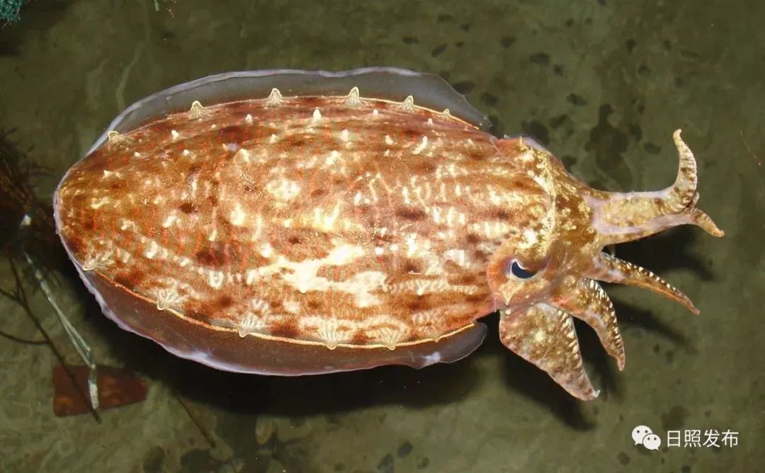 海蝉虾
