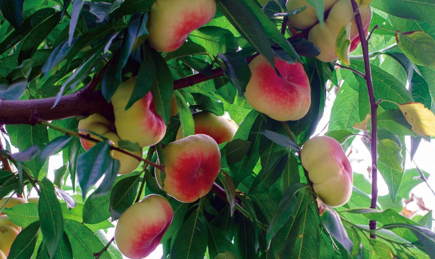 蟠桃又称为"仙桃""寿桃",非常适合炎热的夏季食用!