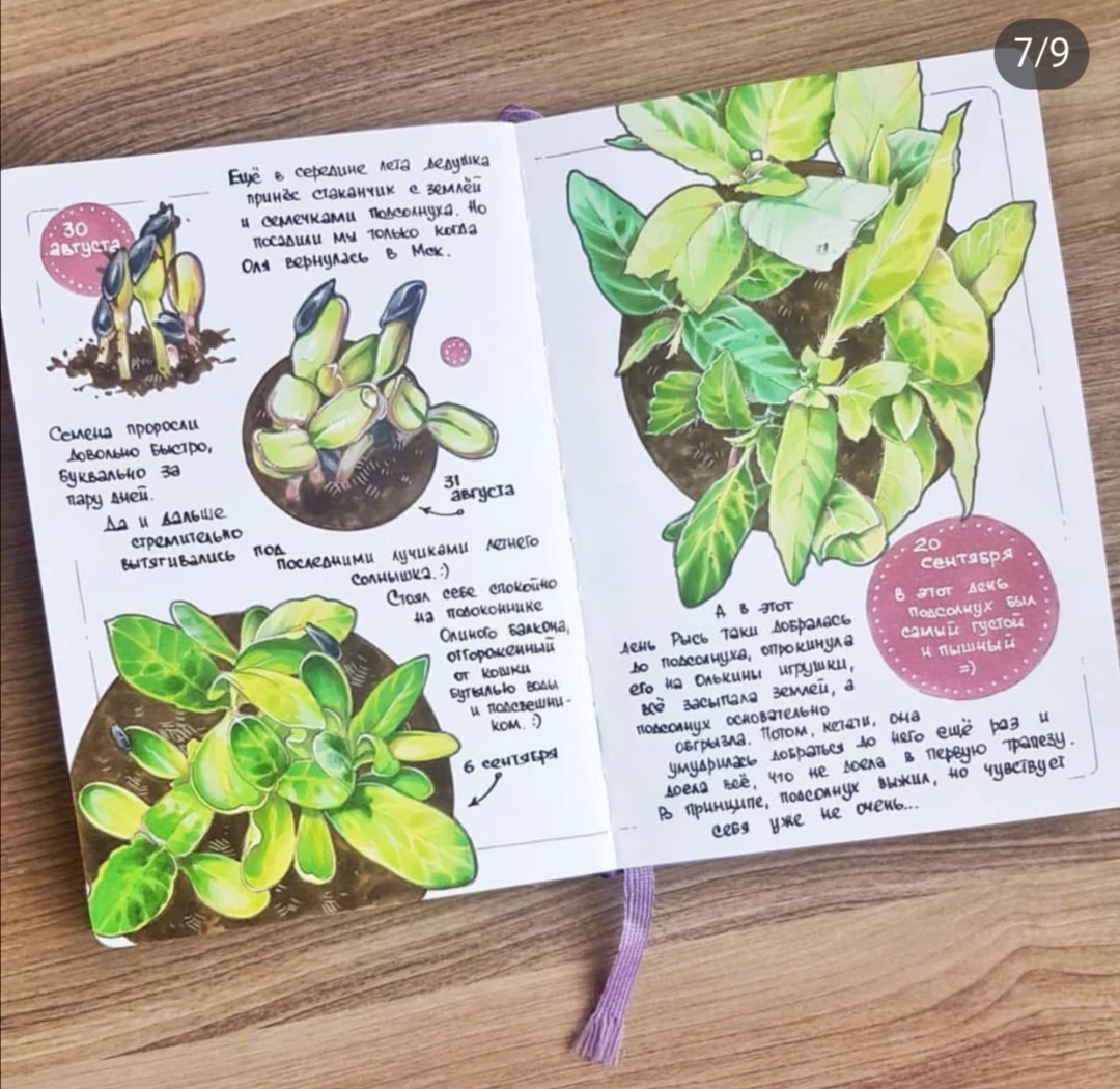 绿植手帐 转载自百家号作者:mingmin酱