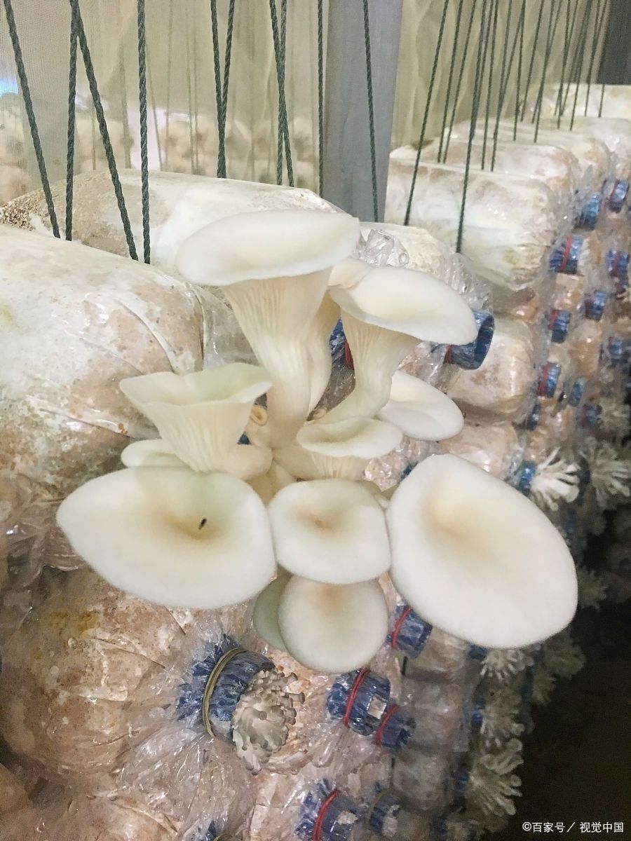 关注