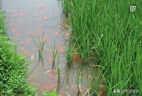 江苏省简称为"苏",苏的本义是什么?(解字参考-中华字通)