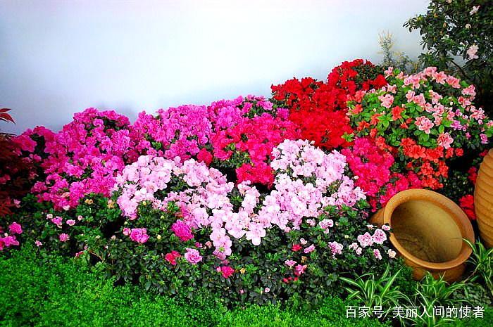 绝美难得一见的杜鹃花美景,五彩斑斓,太美了,快分享给朋友吧!