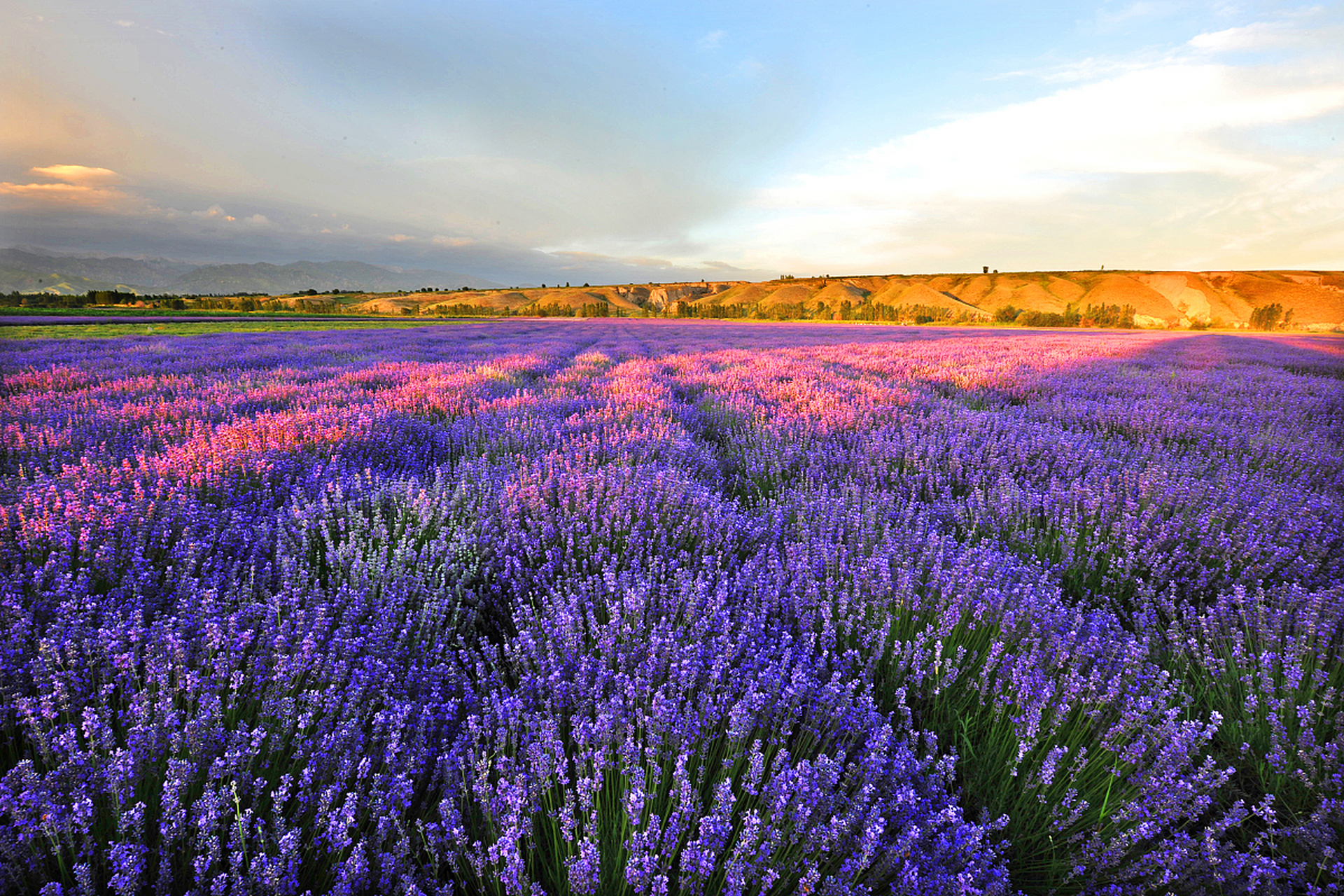 想和你一起去看伊犁的薰衣草,携一身的薰衣草味,装满一眼的浪漫紫