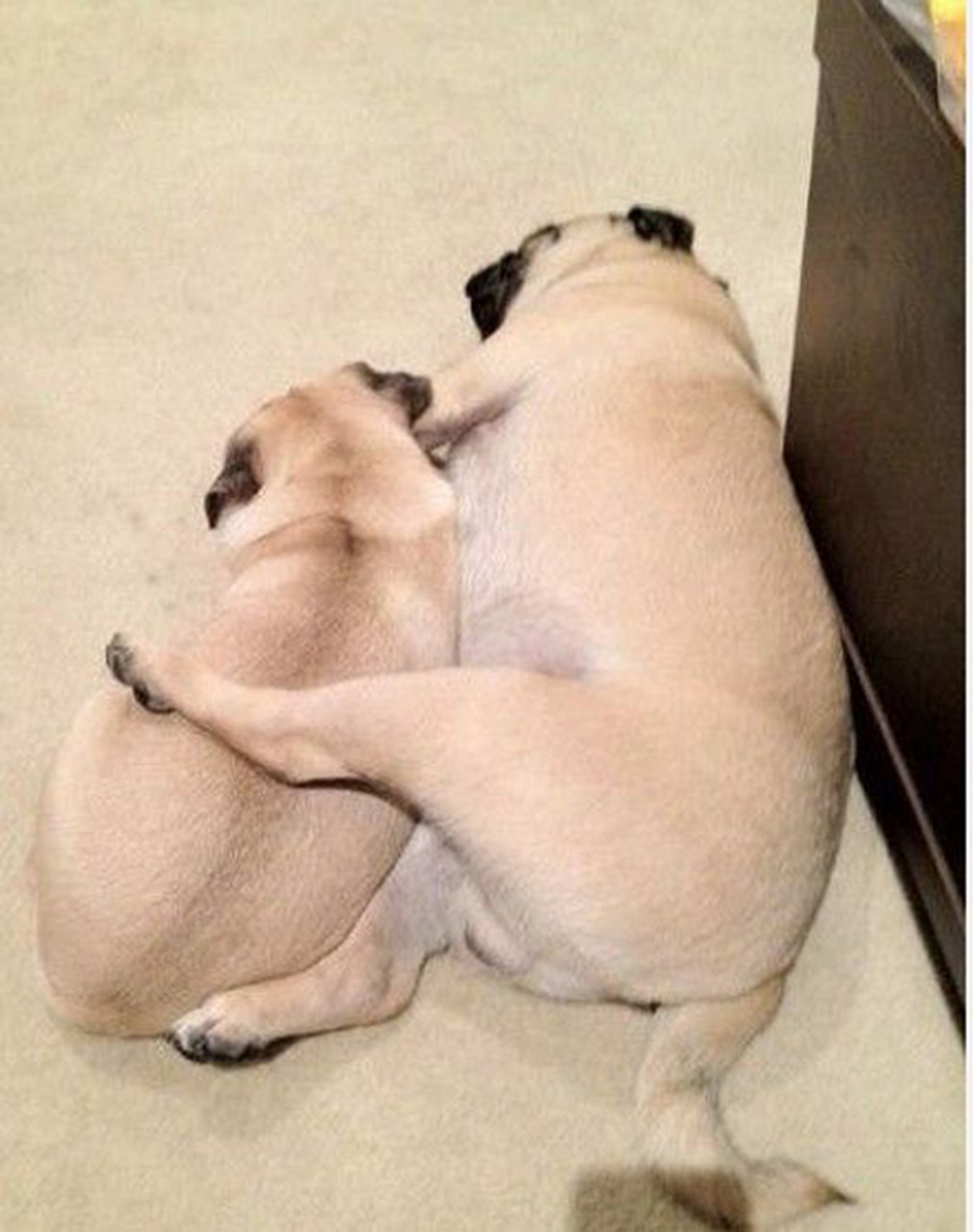 爆笑动物图片:夫妻睡觉,就要保持这样的姿势#万物皆可