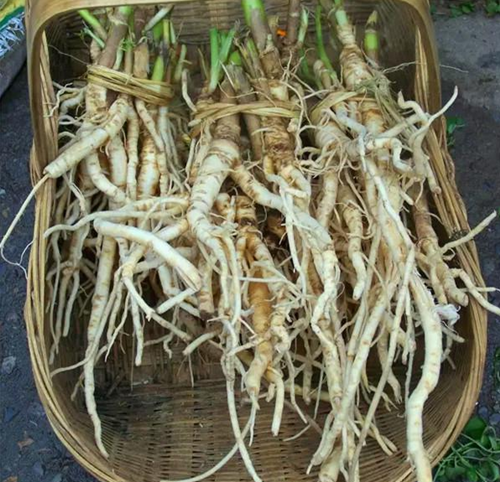 茴香根怎么吃?快来围观吧