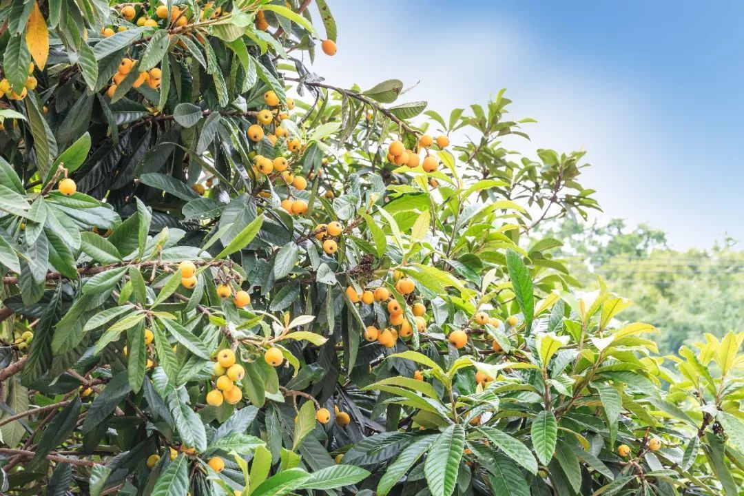 田园管理很重要,病虫防治做到位,枇杷来年丰收好