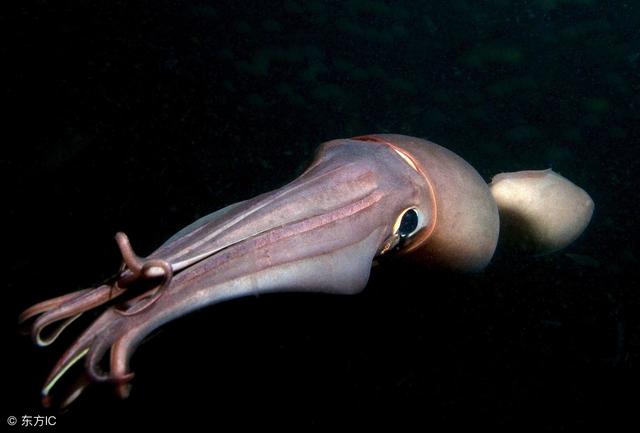 一只巨型鱿鱼,该怎么做才好吃呢?好纠结