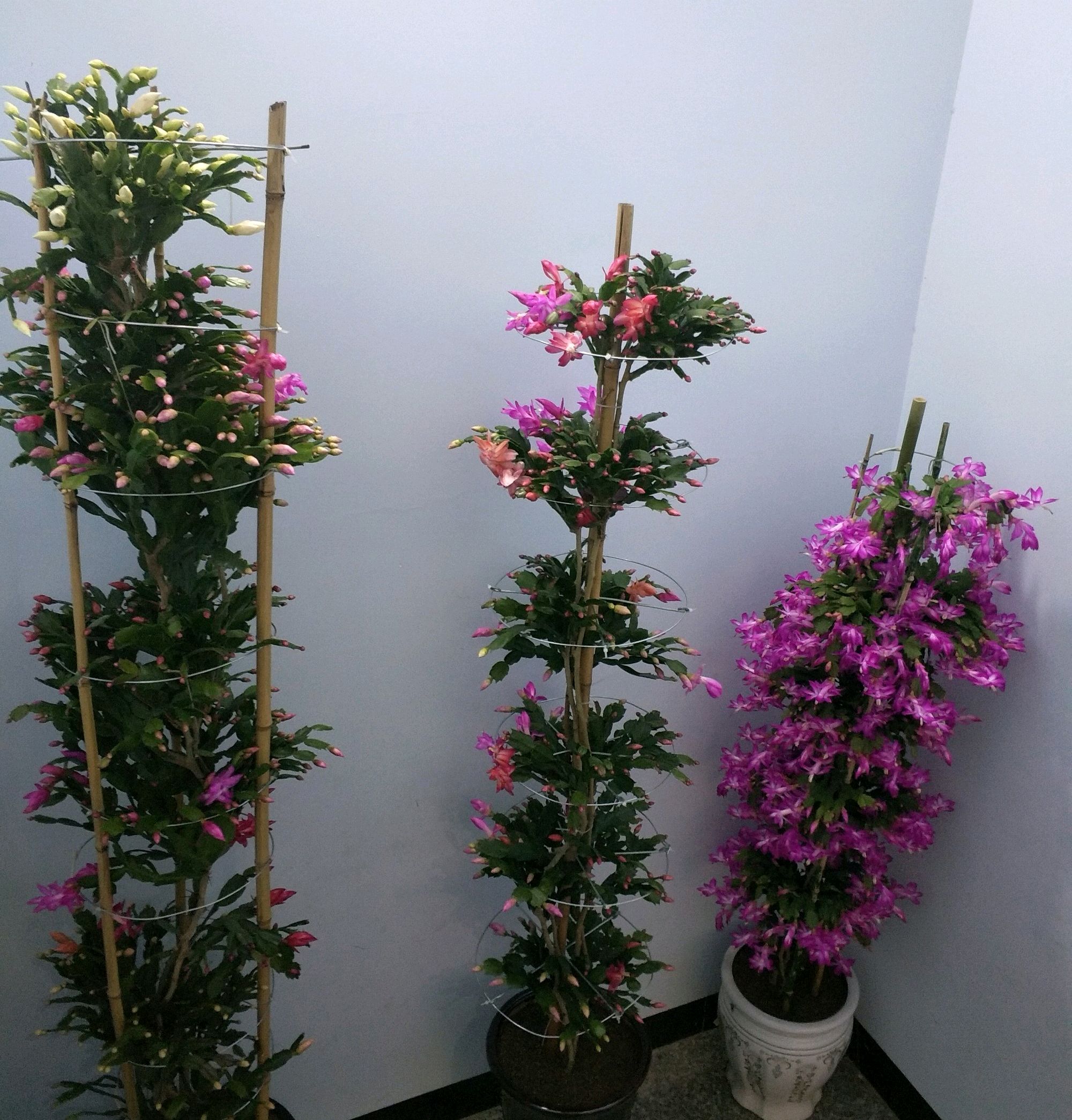 嫁接的蟹爪兰掉叶难存活?花匠教你3个绝招,过年开花爆盆成花树