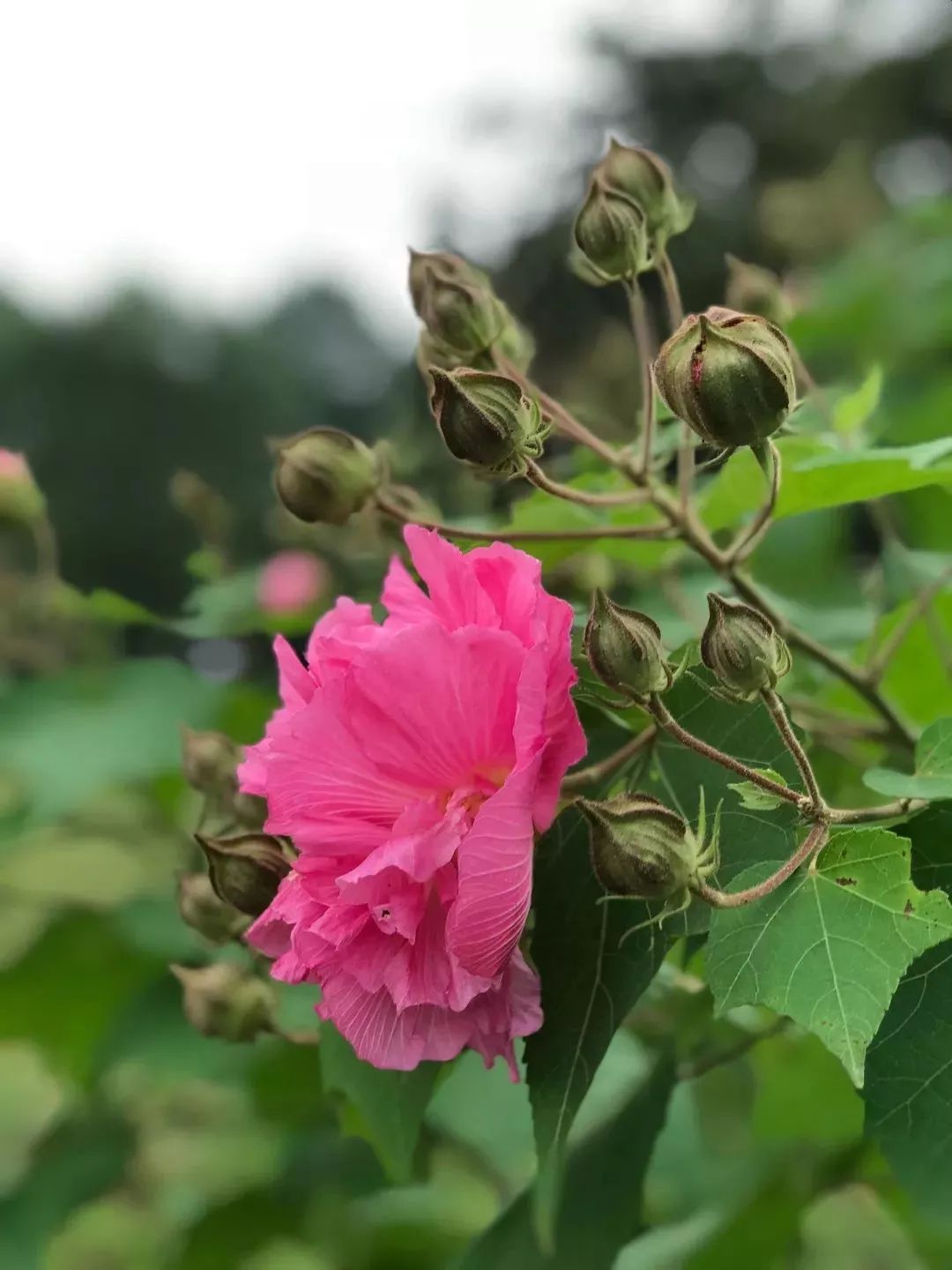 百度爱采购首页 商品专题_秋木关于《红楼梦》中以花喻人,许多人认为