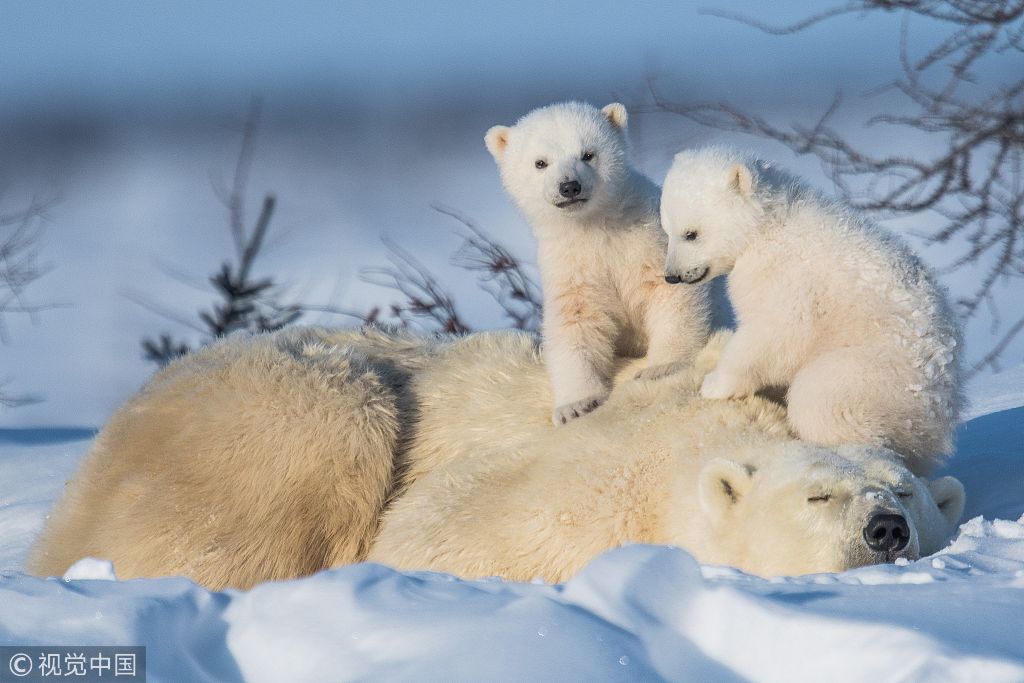 加拿大北极熊宝宝说悄悄话,趴在妈妈身上玩好惬意