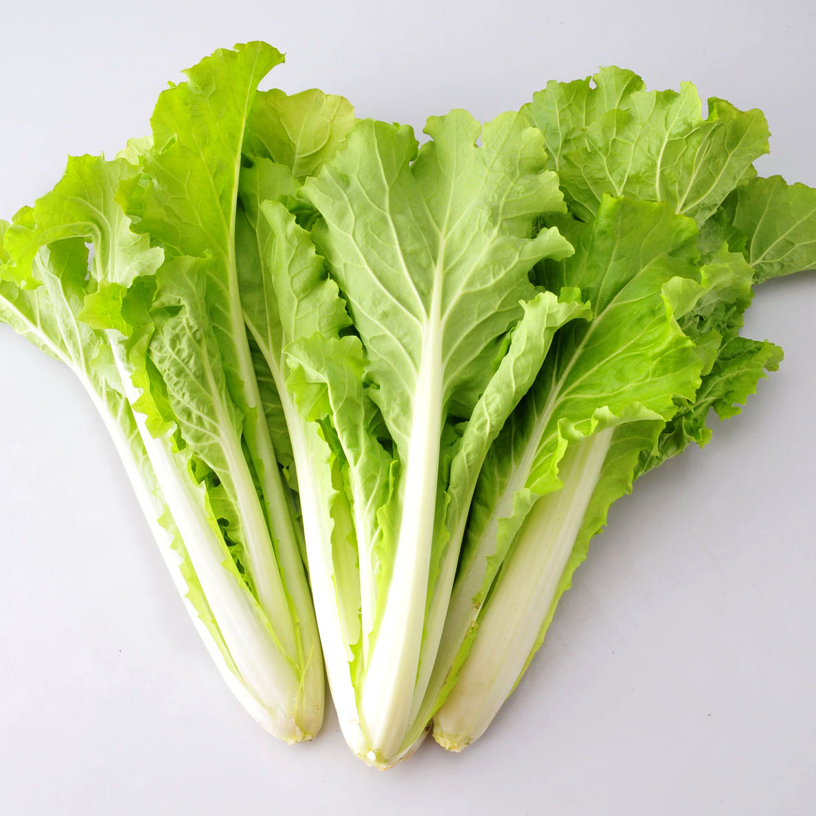 冬天记忆里的味道是北方最常见的大白菜