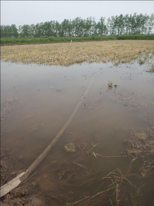 为什么说氨基酸肥水膏只能作为虾田肥水的辅助肥料?