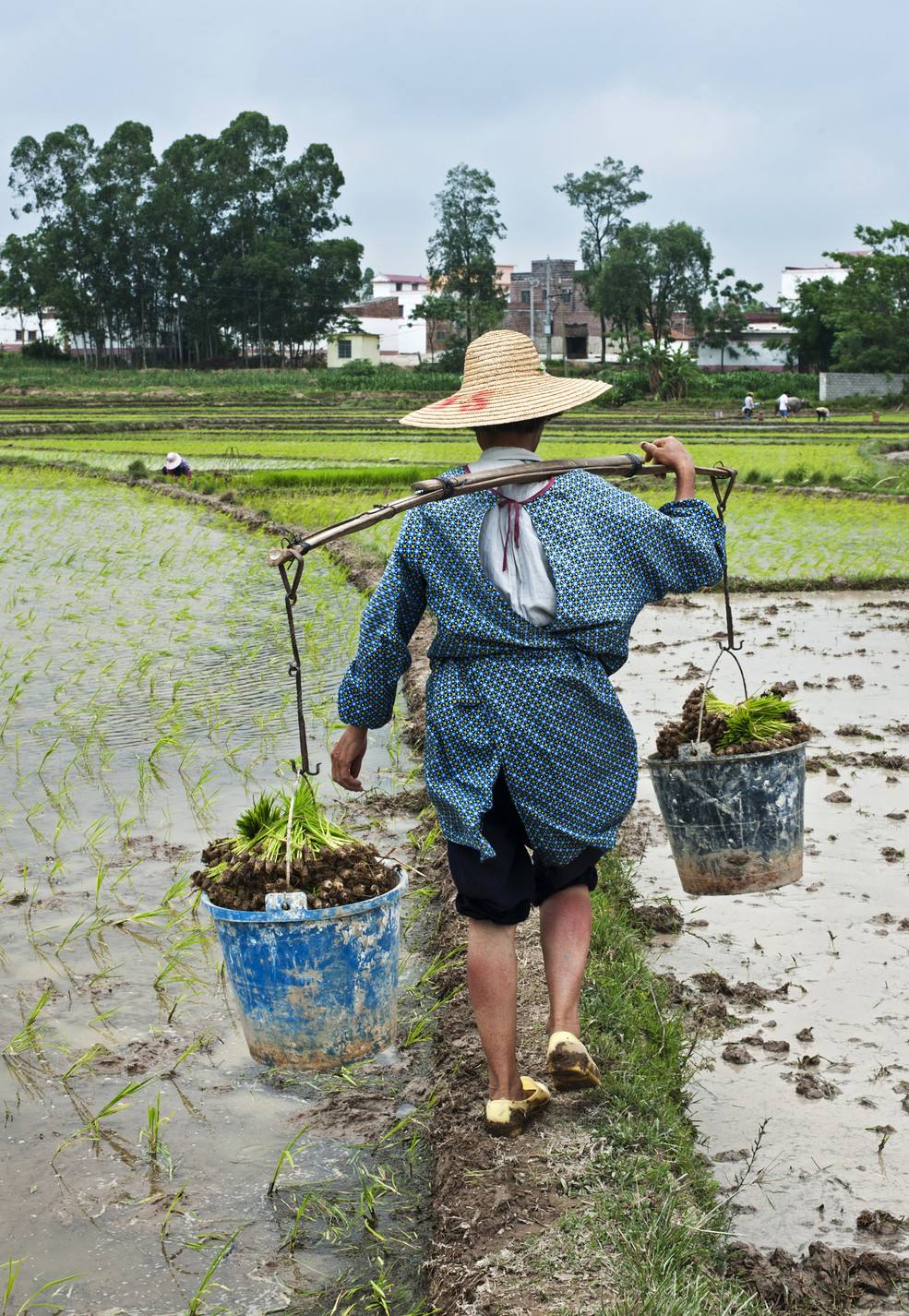 粮食价格低,种地不赚钱,为何农民却不愿流转土地?大概三个原因
