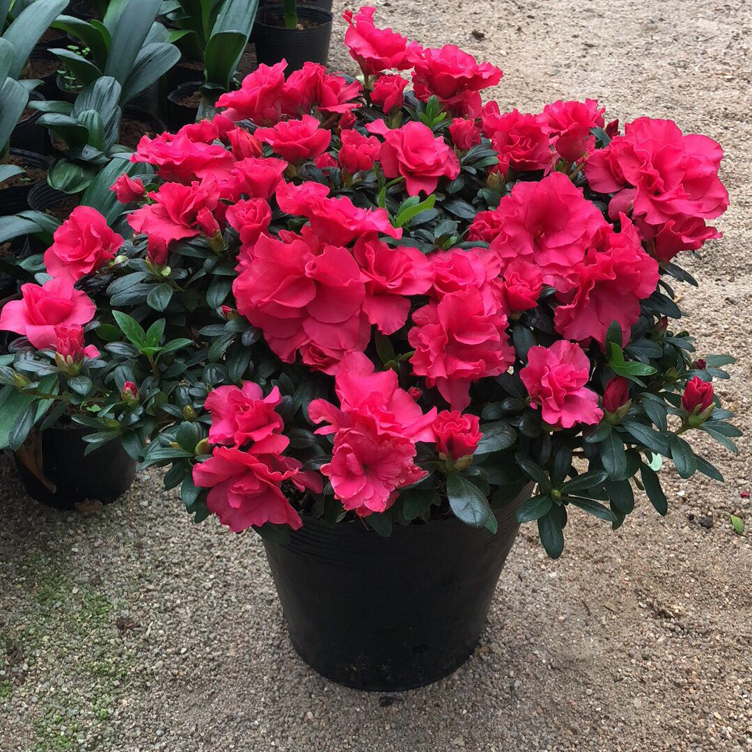 盆栽杜鹃花经常落叶怎么办?1招就解决,绿叶不停冒,花儿开成球