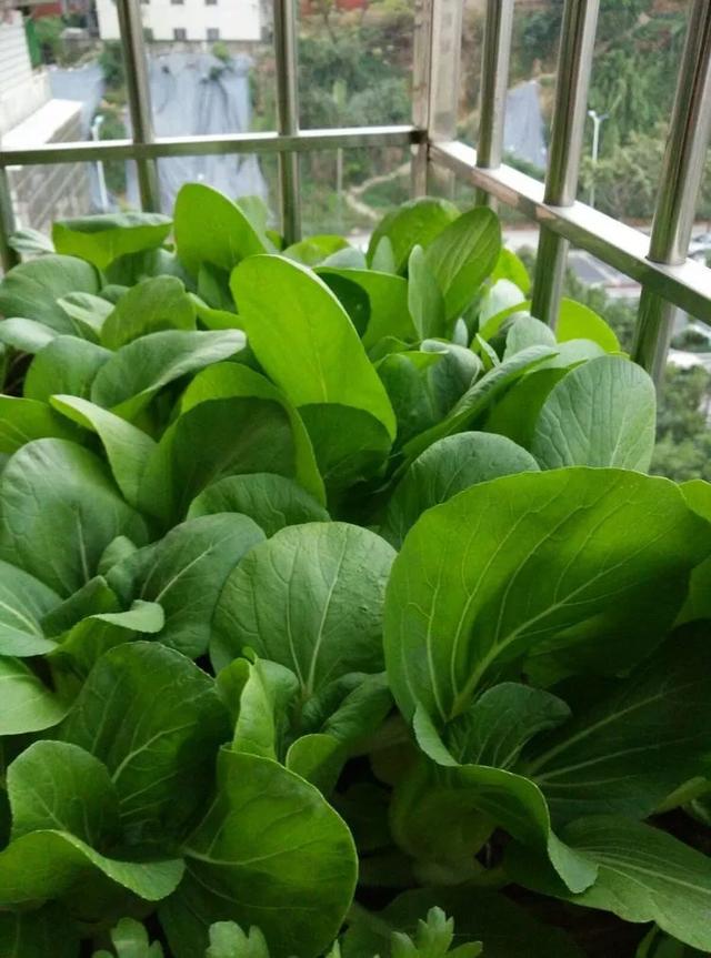 盆栽大白菜怎么种植 - 2020年最新商品信息聚合专区 - 百度爱采购