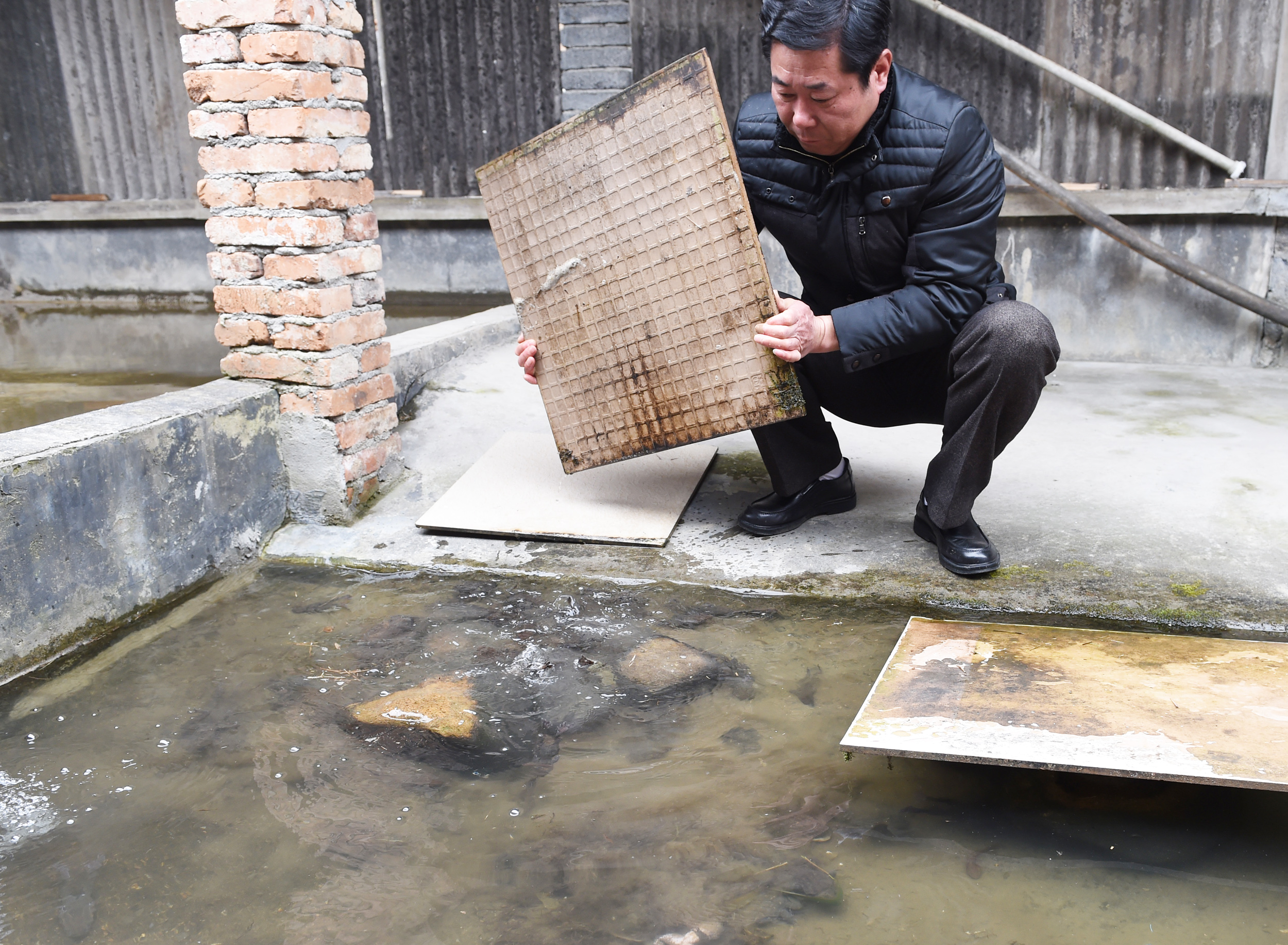 农村这种野味,被称蛙界"巨无霸",味道鲜美,200元一斤很难买