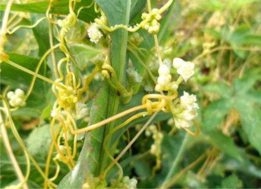 除了入藥,菟絲子還可以泡水喝,菟絲子泡水的功效你知道嗎?