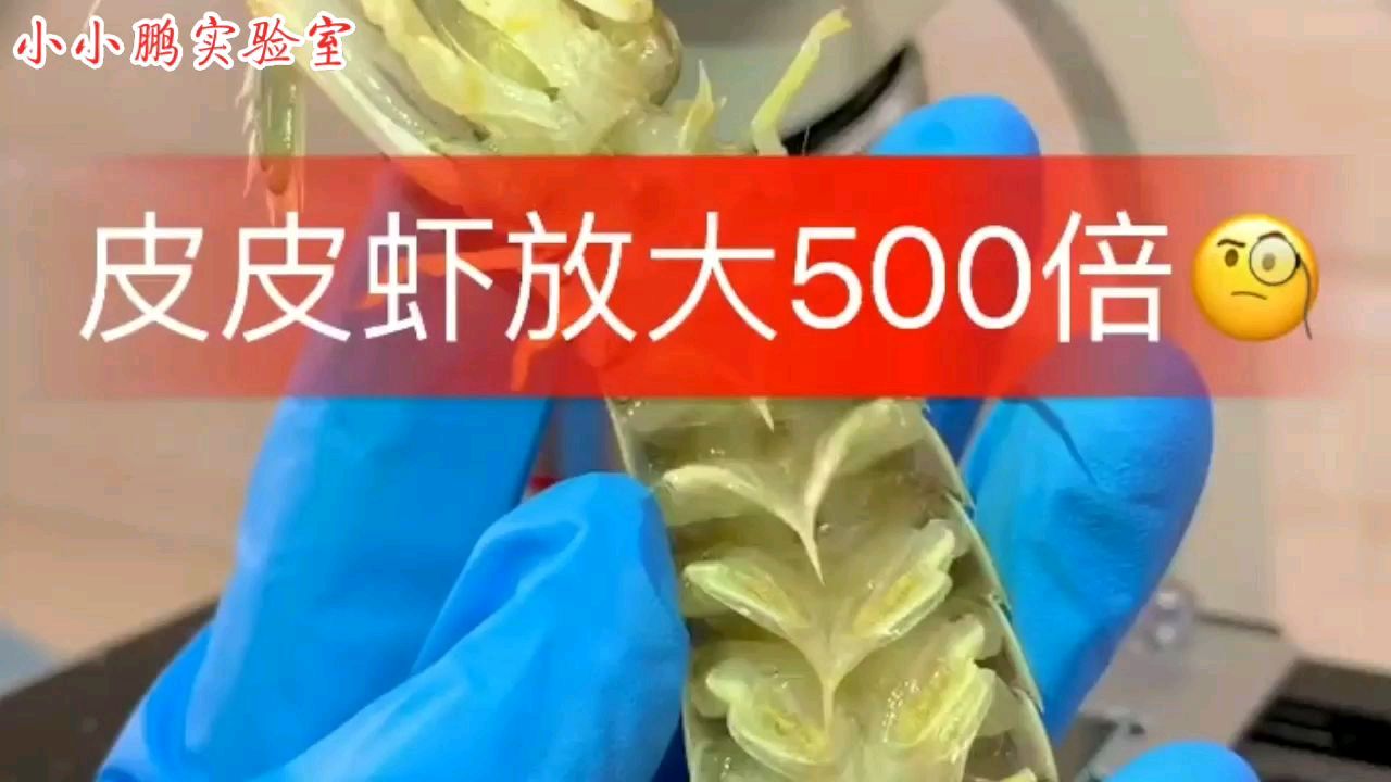 将皮皮虾放大500倍,看看会是什么样子呢?