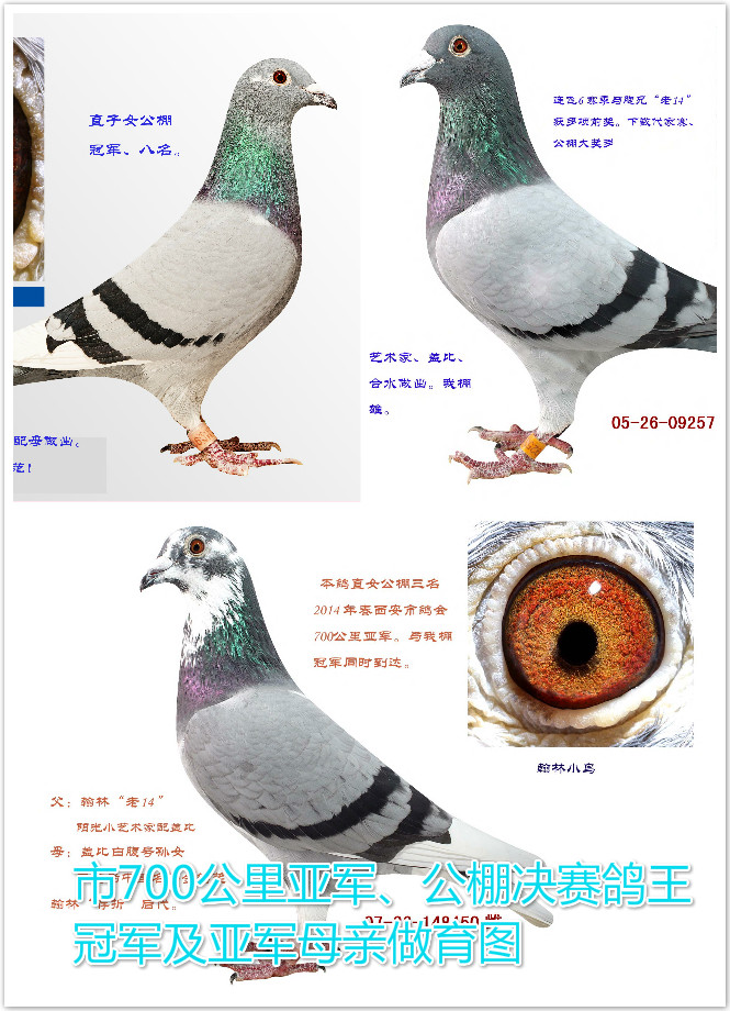 胡刚:存折后代冠军雄起,其母亲的制作方法