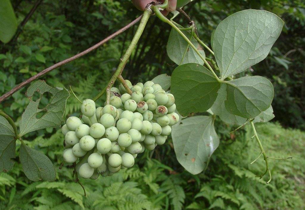 大血藤的栽培面积广,功效多,人工种植可以掌握这3点方法!