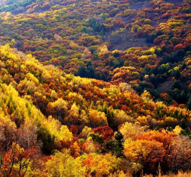 漫游冀(104)|河北秋天最勾魂的色彩都被这里承包了,一眼沦陷,真的太太