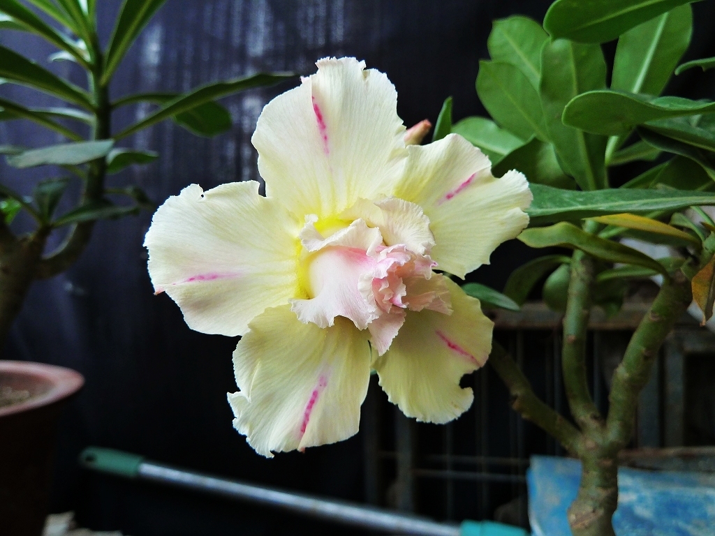 百度爱采购首页 商品专题_玫瑰杆沙漠玫瑰在野外生长的话,长得高一点