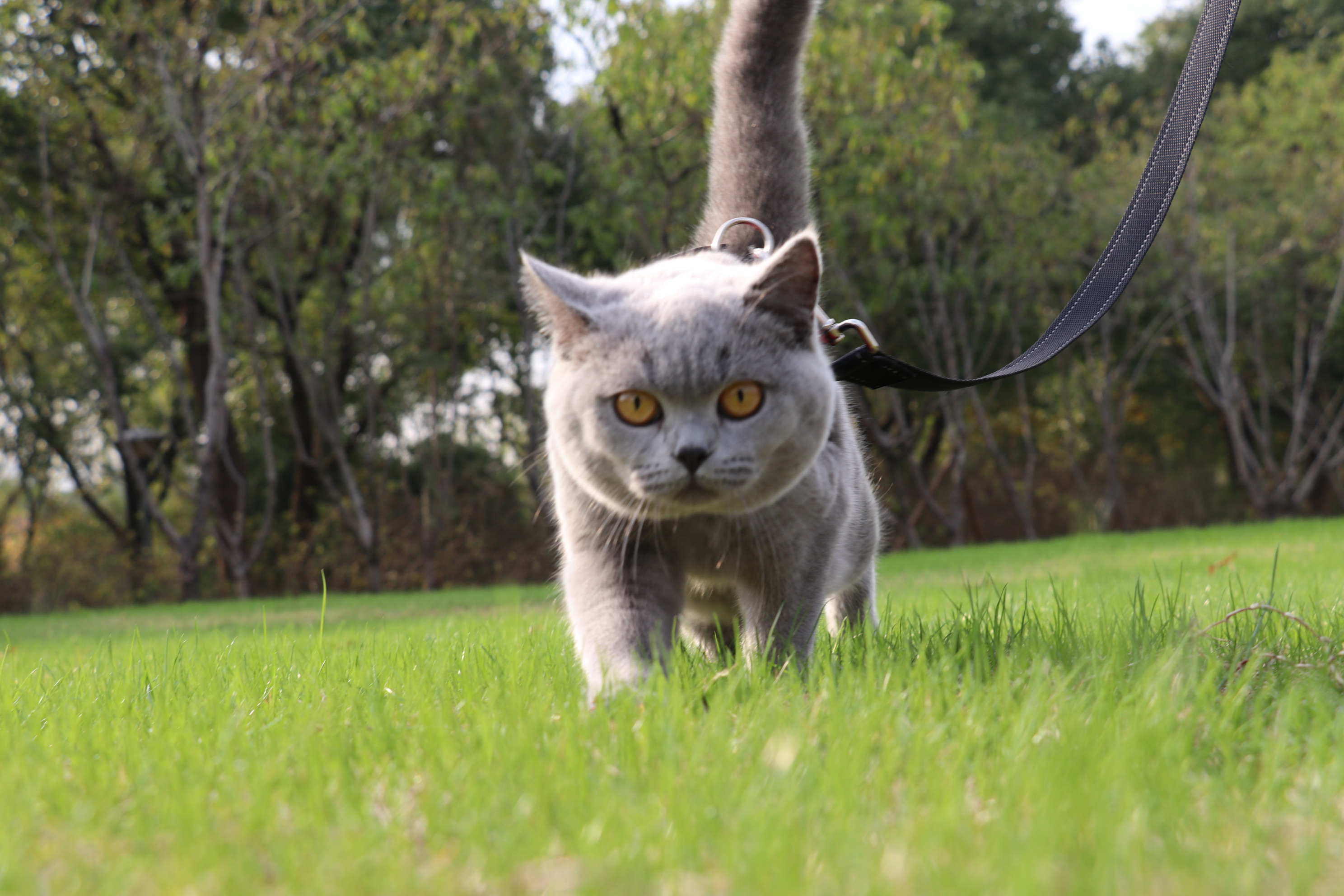 英短蓝猫 纯蓝 双血统 英国短毛猫