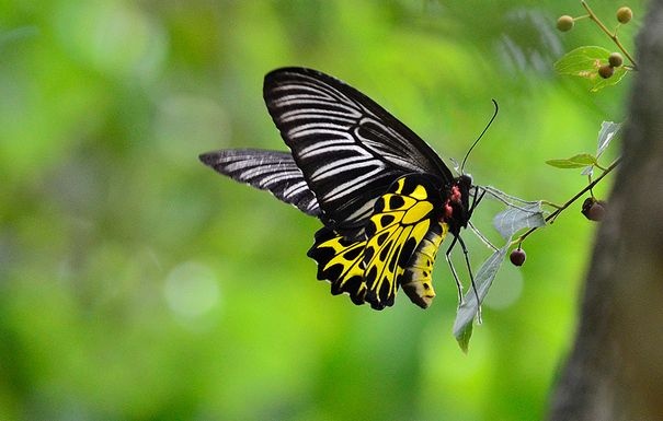 动物知识普及——金裳凤蝶