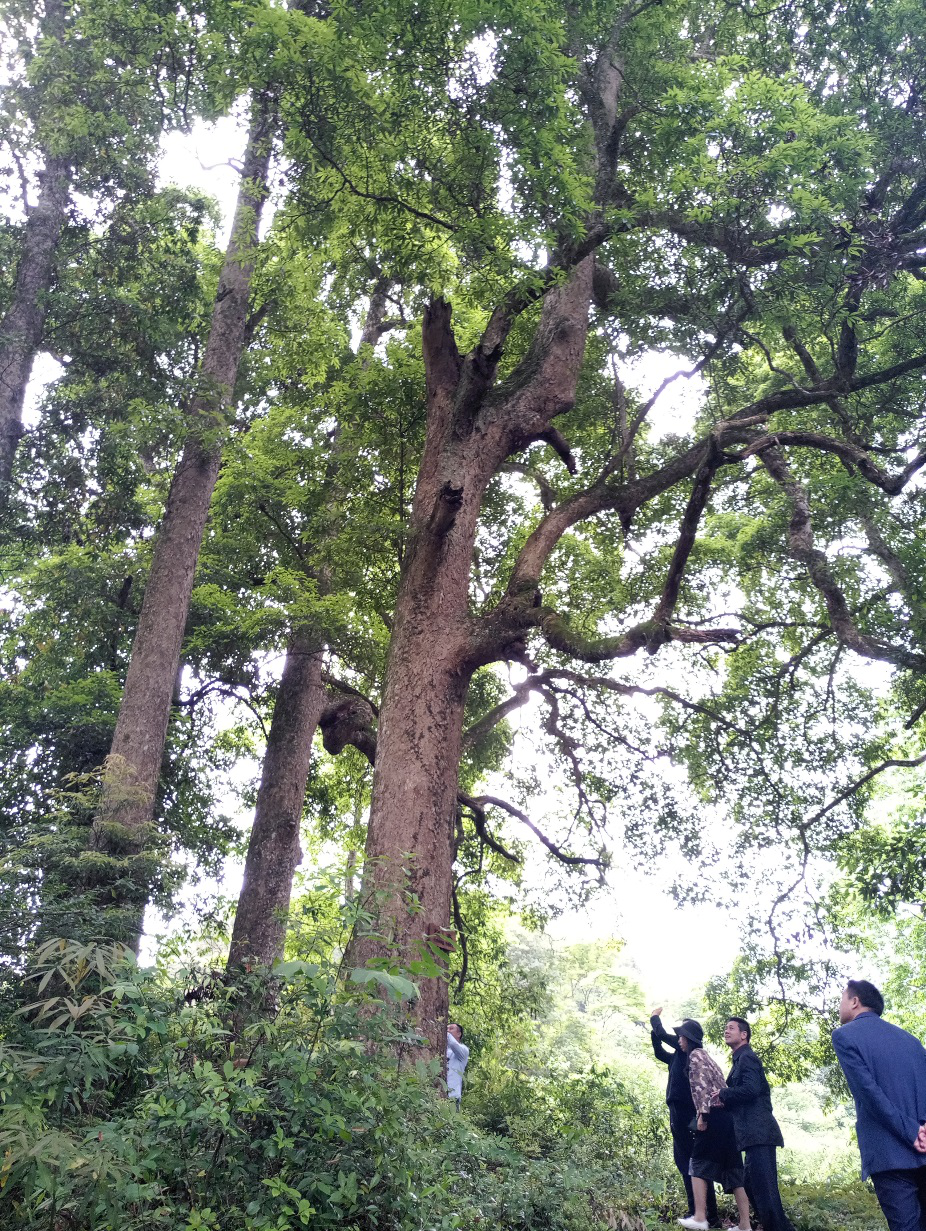 石坑村图片